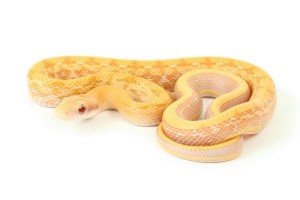 Elaphe (Orthriophis) taeniura taeniura, albinos T+, het. star